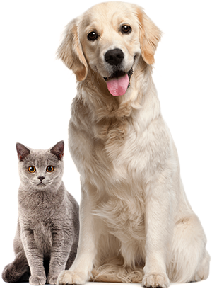 About-pets